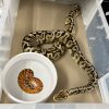 Honeycomb Card Snake Tub Liners – Pre-Cut Disposable Substrate (500 & 1000 Pack)