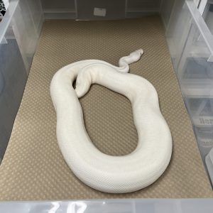 Honeycomb Card Snake Tub Liners – Pre-Cut Disposable Substrate (500 & 1000 Pack)