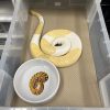 Honeycomb Card Snake Tub Liners – Pre-Cut Disposable Substrate (500 & 1000 Pack)
