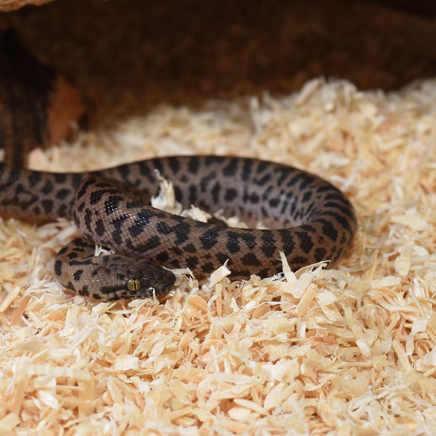 Habistat-Aspen-Bedding-25-Litre HabiStat Aspen Bedding 25L – Natural Dust-Free Snake Substrate