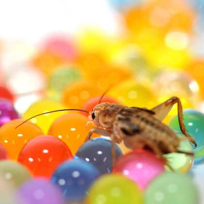 h2o-balls-1 HabiStat H2O Balls Mini Pot – Insect Hydration Gel Balls for Feeder Insects