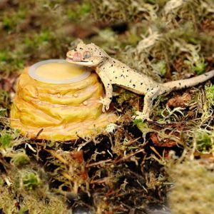 Jellypotholder.avif3 HabiStat Sandstone Jelly Pot Holder – Natural Feeding Dish for Reptiles & Invertebrates