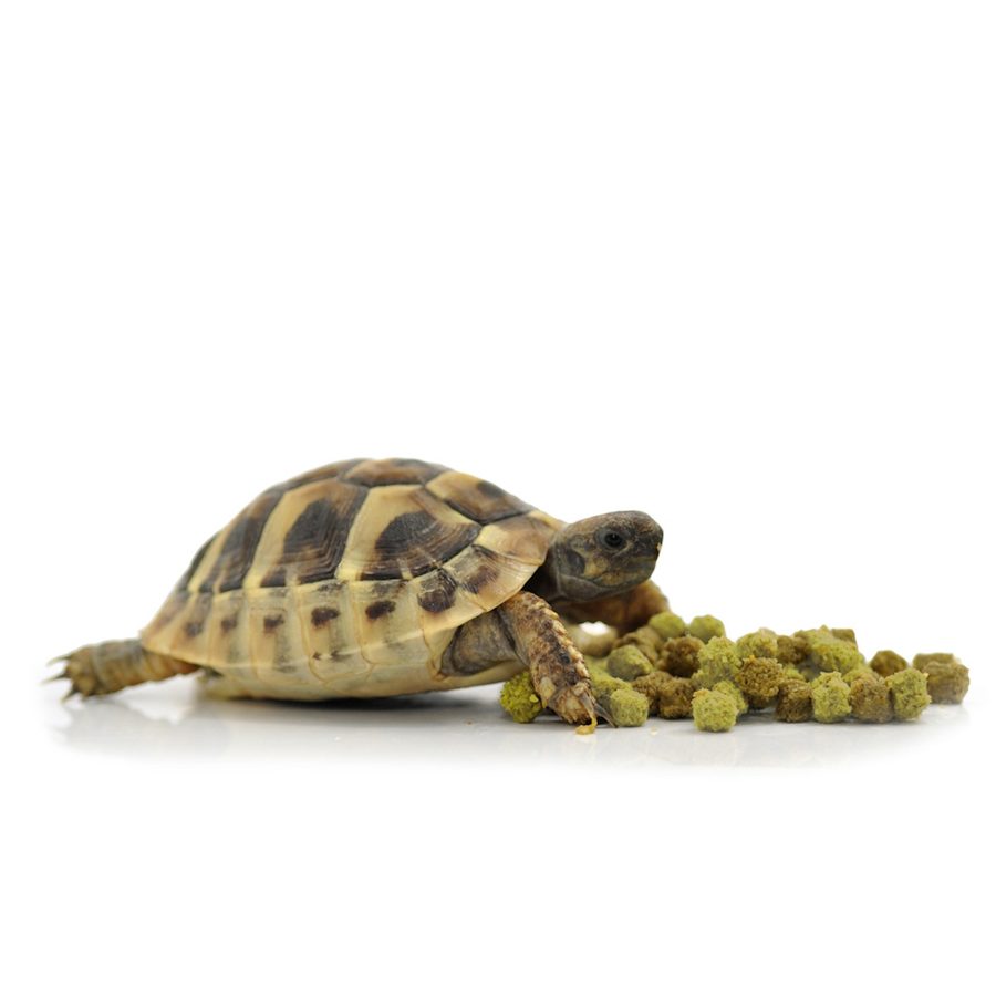 fruitandflower.avif1 HabiStat Dry Tortoise Food – Fruit & Flower (200g, 400g & 800g)